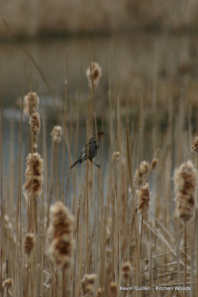 Small Bird in the Cattails